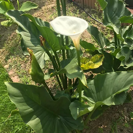 Nocleg ze śniadaniem Aux Portes De Pornichet, D'hotes Ty'sacha